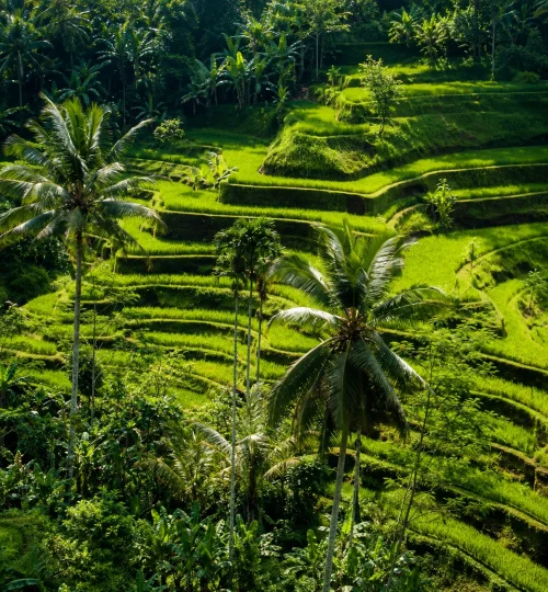 view-hijau